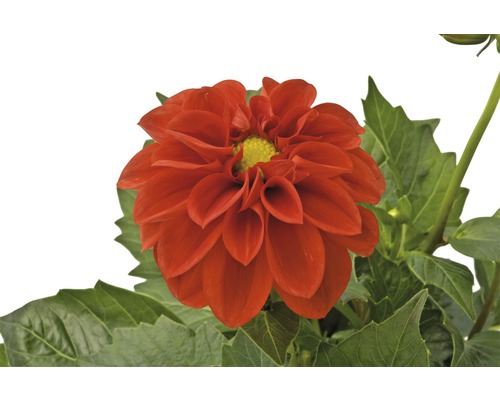 Dahlia Dahlietta® Anna (Scarlet) FloraSelf Ø pot 12 cm fleurs rouge écarlate à cœur jaune