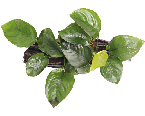 Saugwurzel mit Zwergspeerblatt rund - Saugwurzel Anubias barteri ca. 16 x 7 x 15 cm Aquarienpflanze auf Holzwurzel