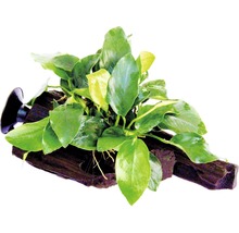 Saugwurzel mit Zwergspeerblatt - Saugwurzel Anubias nana ca. 16 x 7 x 12 cm