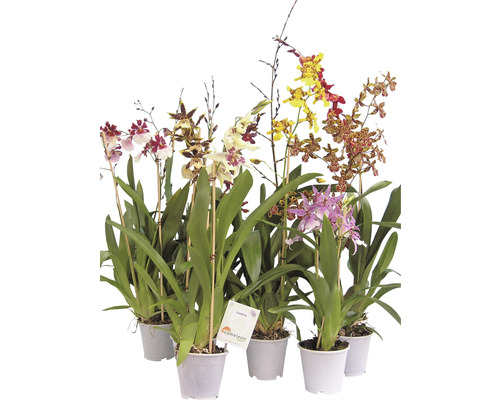 Mélange d'orchidées Cambria FloraSelf Cambria h 45-60 cm pot Ø 12 cm 2 panicules diff. couleurs-0