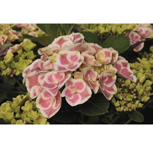 Hortensia FloraSelf® Hydrangea macrophylla bicolore 30-40 cm-thumb-2