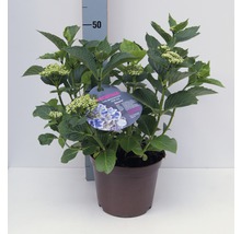 Hortensia FloraSelf® Hydrangea macrophylla bicolore 30-40 cm-thumb-0