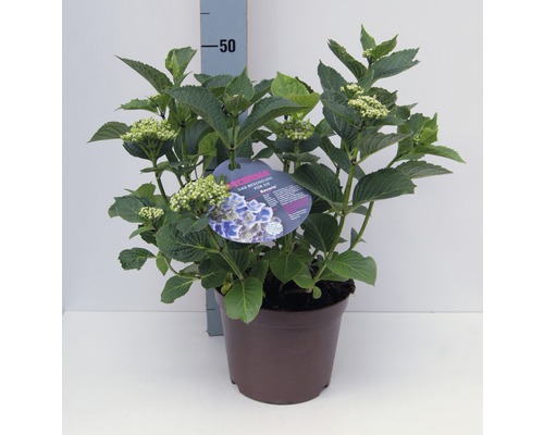 Hortensia FloraSelf® Hydrangea macrophylla bicolore 30-40 cm-0