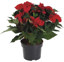 Poinsettia en pot
