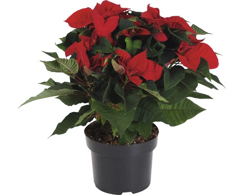Étoile de Noël poinsettia FloraSelf Euphorbia pulcherrima 'Christmas Feeling' H 37-47 cm pot Ø 15 cm Étoile de Noël poinsettia FloraSelf Euphorbia pulcherrima 'Christmas Feeling' H 37-47 cm pot Ø 15 cm