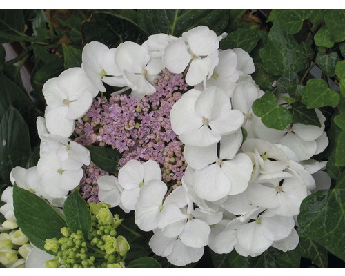 Hortensia à fleurs plates blanc 30-40 cm