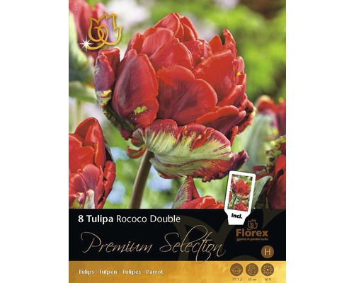 Blumenzwiebeln gefüllte Tulpen 'Rococo Double' 11/12 8 Stk.