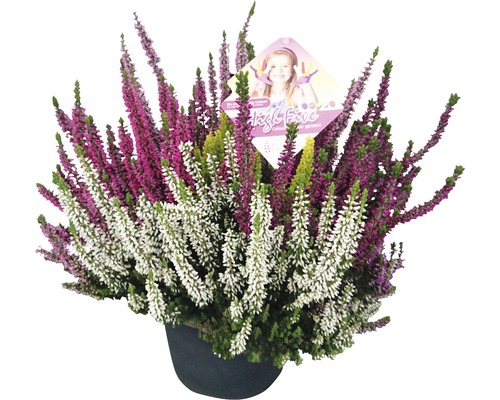 Bruyère commune, callune FloraSelf Calluna vulgaris 'Beauty Ladies High Five' pot Ø 17 cm