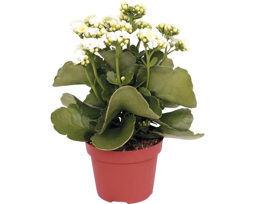 Kalanchoé de Blossfeld violet, blanc FloraSelf Kalanchoe blossfeldiana h 10-15 cm pot Ø 7 cm choix de couleurs aléatoire