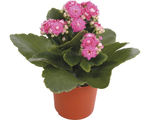 Plante de kalanchoé avec des fleurs roses en pot