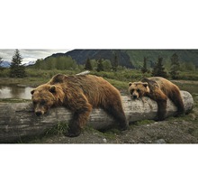 Deux ours bruns se reposent sur un tronc d''arbre dans un environnement naturel.