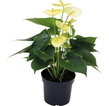 Plante d''intérieur anthurium jaune en pot