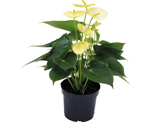 Plante d''intérieur anthurium jaune en pot