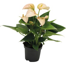 Plante d''Anthurium dans un pot
