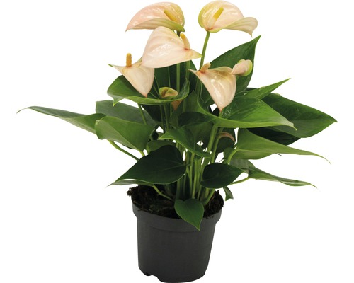 Plante d''Anthurium dans un pot
