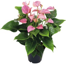 Langue de feu / Anthurium FloraSelf Anthurium andreanum 'Pink' H 50-60 cm Ø 17 cm pot-thumb-0
