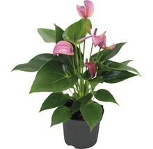 Plante anthurium en pot