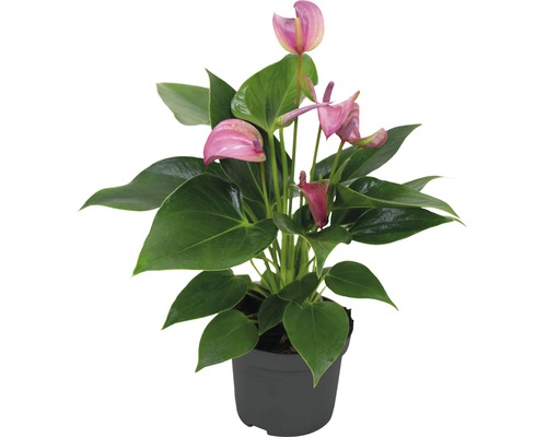 Flamingoblume/ Anthurie FloraSelf Anthurium andreanum 'Pink' H 25-30 cm Ø 9 cm Topf Anthurie Pflanze im Topf