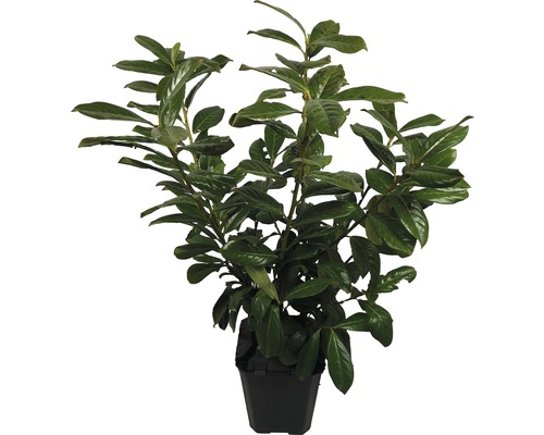 Laurier-cerise en pot