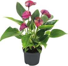 Anthurie plante d''intérieur en pot