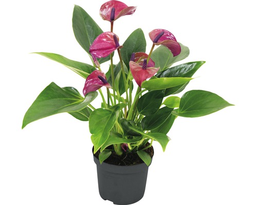 Anthurie plante d''intérieur en pot