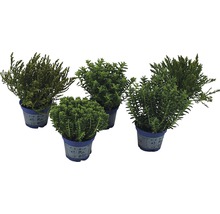 Cinq plantes en pot différentes dans des pots bleus.
