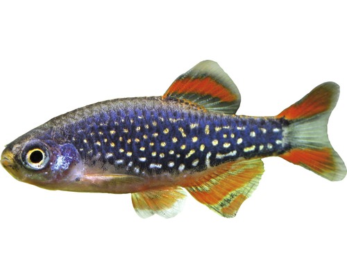 Fisch Perlhuhnbärbling - Danio margaritatus