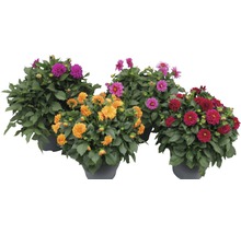 Plusieurs dahlias en pots avec des fleurs colorées