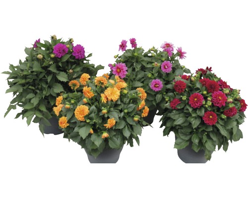 Plusieurs dahlias en pots avec des fleurs colorées