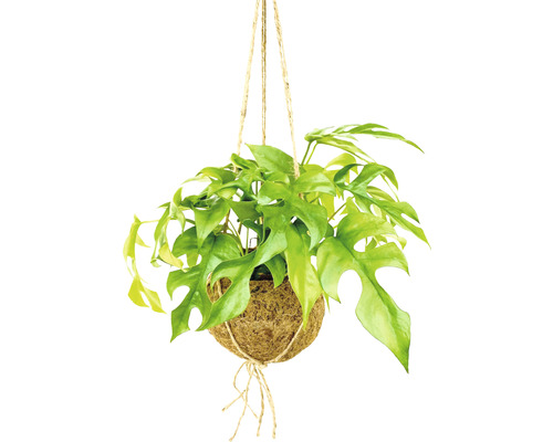 Suspension Kokodama Philodendron FloraSelf H env. 35 cm pot Ø 17 cm