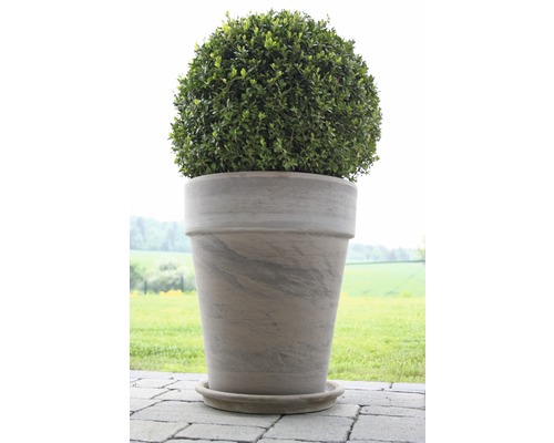 Buis boule dans un pot gris sur une terrasse