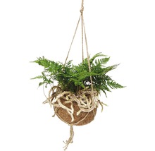 Plante suspendue avec fougère en boule