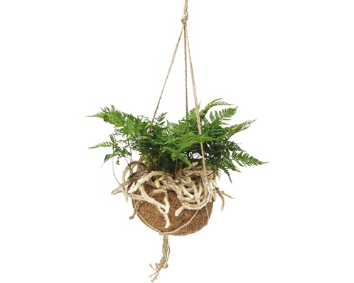 Plante suspendue avec fougère en boule