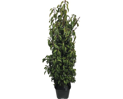 12 X Portugiesischer Kirschlorbeer FloraSelf Prunus lusitanica 'Angustifolia' 80-100 cm im ClickCo für ca. 5 m Hecke