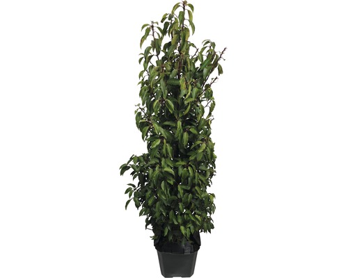 12 x laurier du Portugal FloraSelf Prunus lusitanica 'Angustifolia' 80-100 cm en ClickCo pour env. 5 m de haie