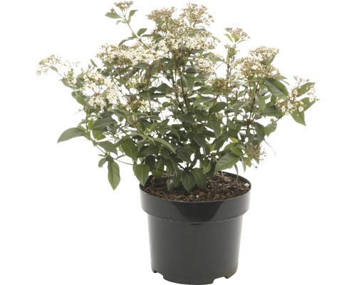 Viorne-tin FloraSelf Viburnum tinus H 30-40 cm Co 5 l