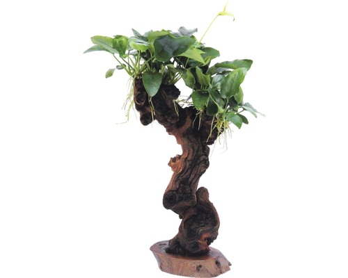 Aquariumpflanze auf Wurzelholz