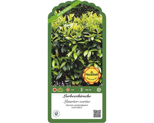 Lorbeerkirsche Pflanze auf einem Etikett mit Informationen zu Sorte, Eigenschaften und Pflege