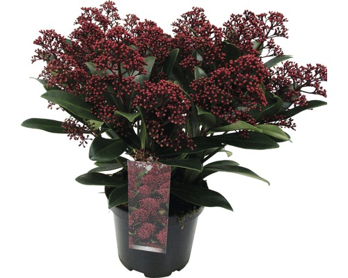 Skimmia en pot avec fleurs rouges et feuilles vertes