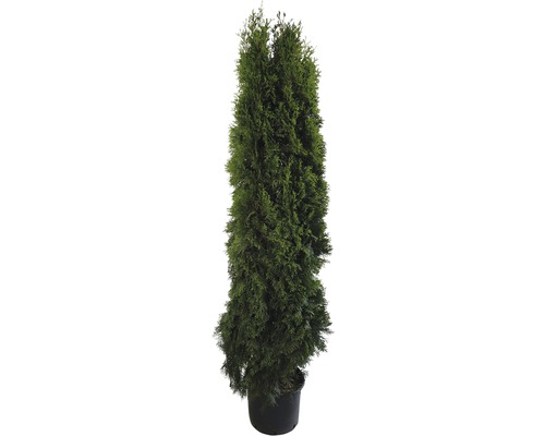 Im Topf stehende Thuja als immergrüne Heckenpflanze