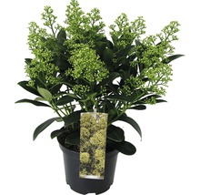 Japanische Blütenskimmie FloraSelf Skimmia japonica 'Finchy' H 15-20 cm Co 1,5 L-thumb-1