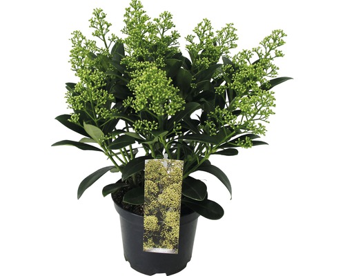 Skimmie im Topf mit Blütenknospen