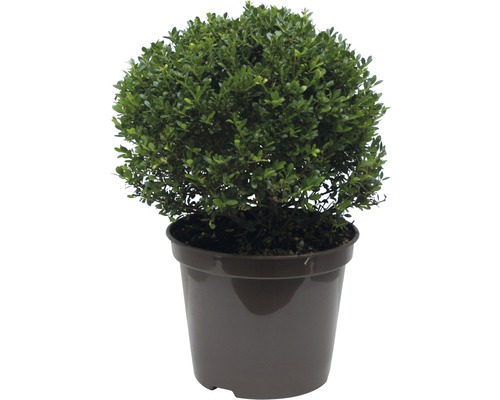 Houx crénelé, houx crénelé japonais boule Ilex crenata 'Glory Gem' h 20-25 cm Co 5 l