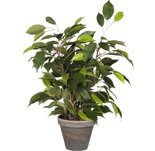 Plante artificielle Ficus natasja, vert-thumb-0