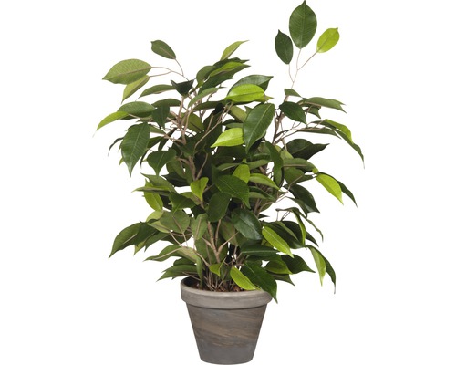 Plante artificielle Ficus natasja, vert