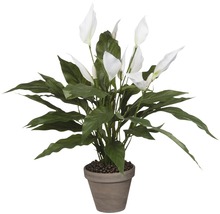 Plante artificielle Spathiphyllum, blanc-thumb-0