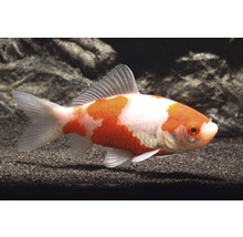 Poisson rouge Sarassa Carassius auratus 18 -20 cm