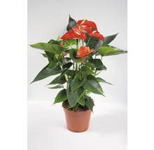 Plante d''intérieur anthurium en pot avec des fleurs rouges