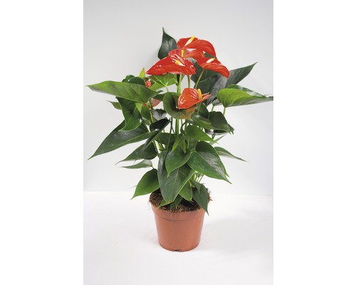 Langue de feu - Anthurium orange FloraSelf Anthurium andreanum h 55-60 cm pot de Ø 17 cm