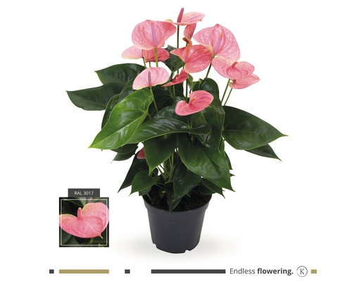 Langue de feu, Anthurium FloraSelf Anthurium andreanum h 20 cm pot Ø 17 cm